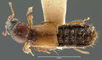 Media type: image;   Entomology 6528 Aspect: habitus dorsal view